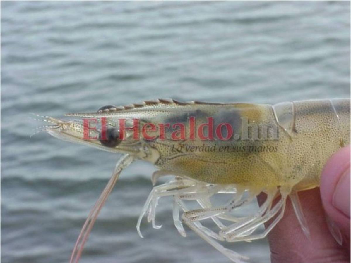 Se exportarán 69 millones de libras de camarones