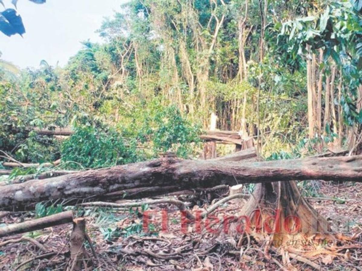 Invasiones de tierras privadas paralizan 2,200 millones de dólares en inversiones en el país