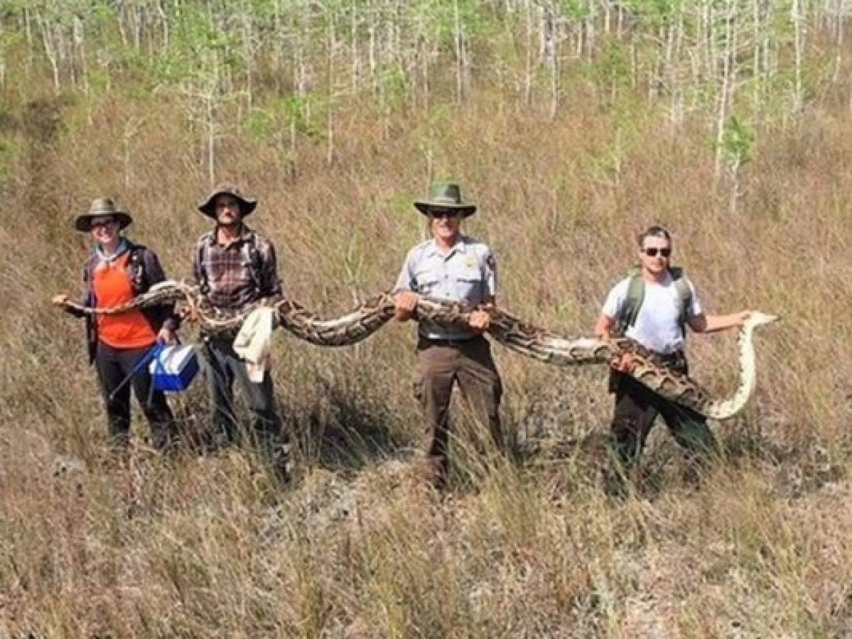 Capturan una pitón de 5.2 metros en Florida 