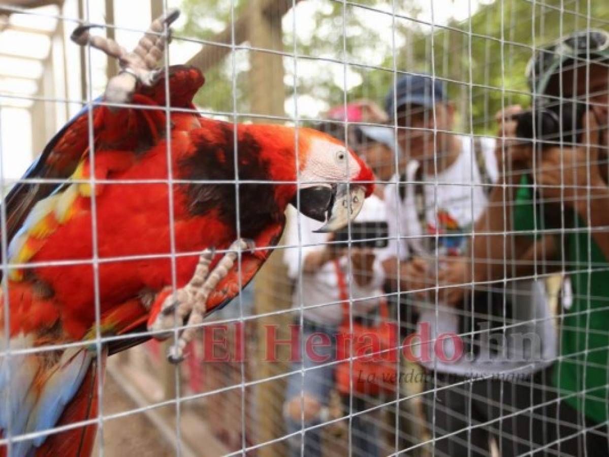 Honduras: Liberan ocho guaras rojas durante el Guacamaya Fest 2019