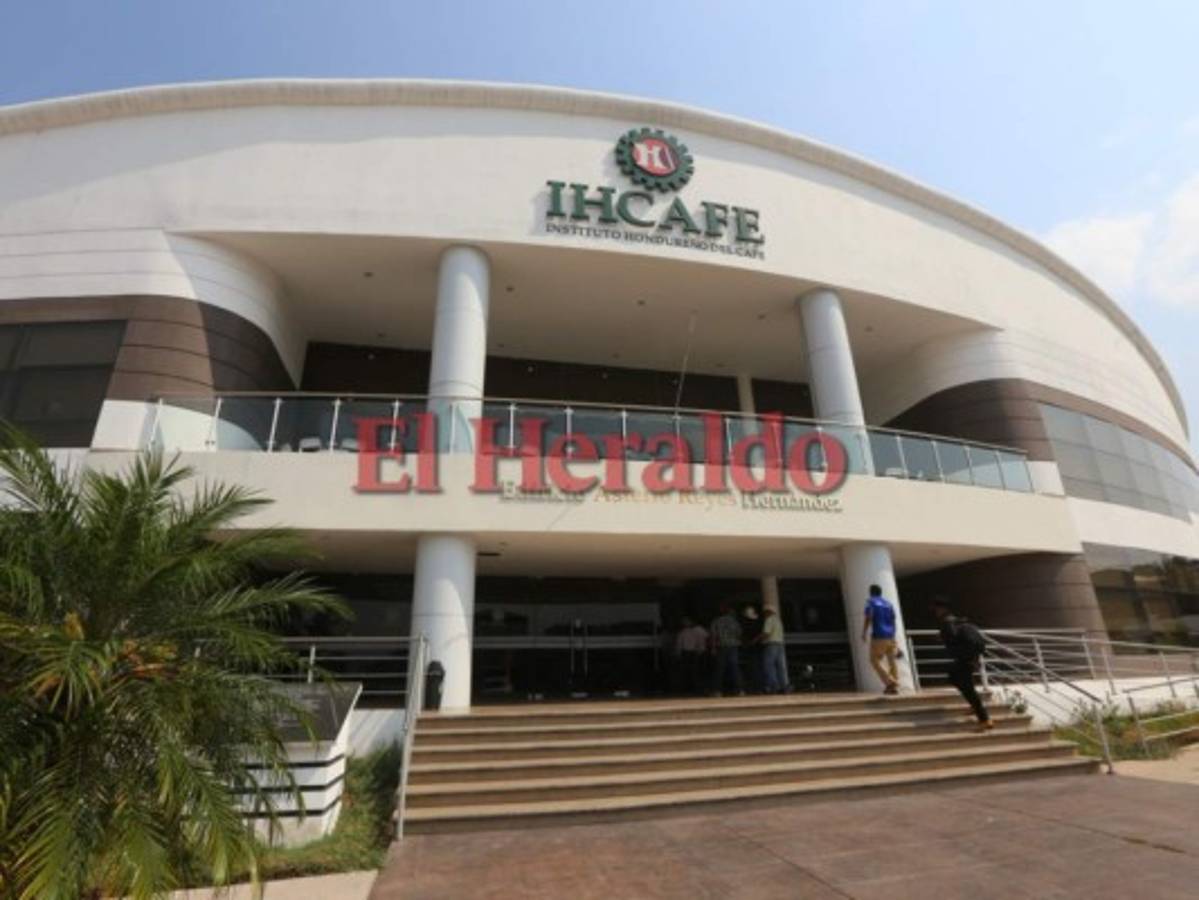 Unos 10,000 millones de lempiras dejan de percibir caficultores en Honduras