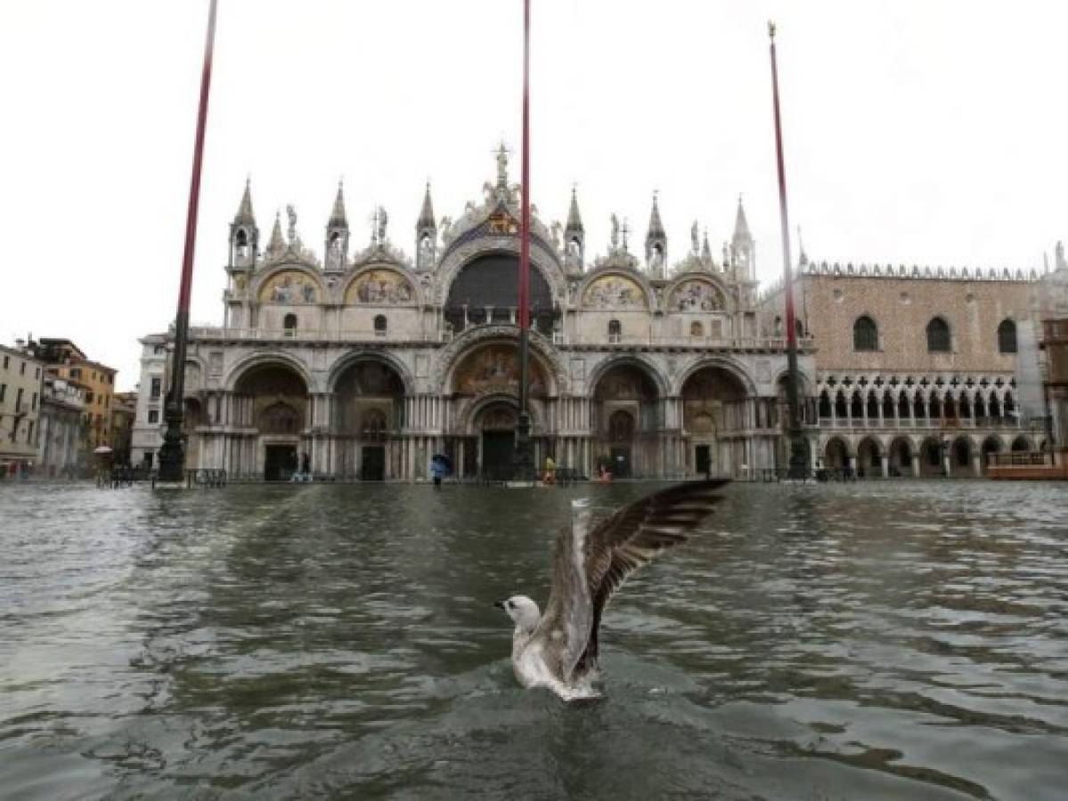 Una gaviota se alza del agua en la inundada Piazza de San Marco, Venecia. Foto: AP.
