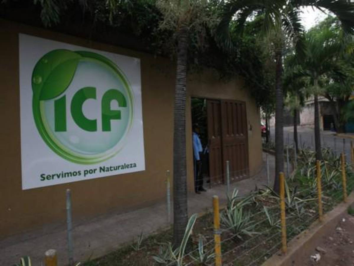 Denuncian sustracción de L 43 millones de las finanzas del Instituto de Conservación Forestal (ICF)