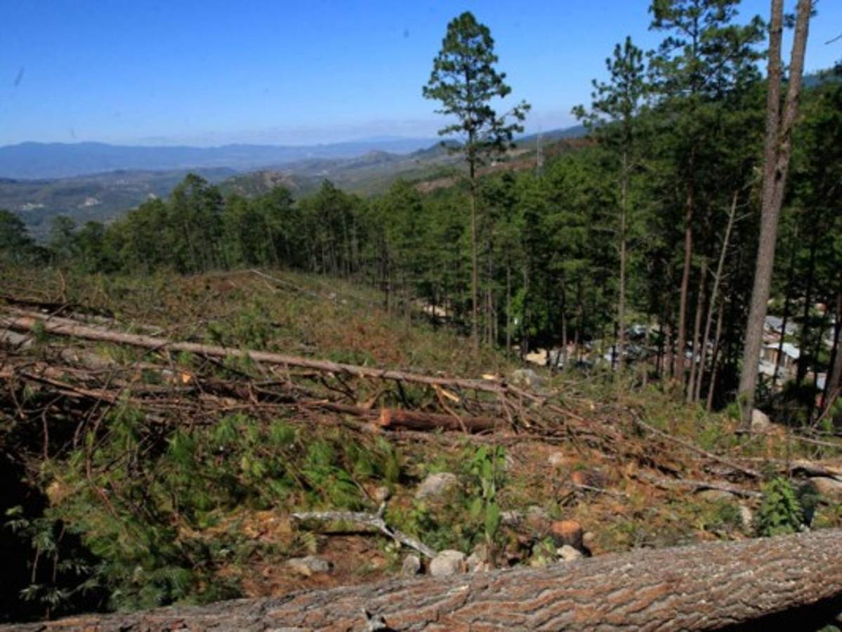 33 alcaldías en emergencia por plaga de gorgojo
