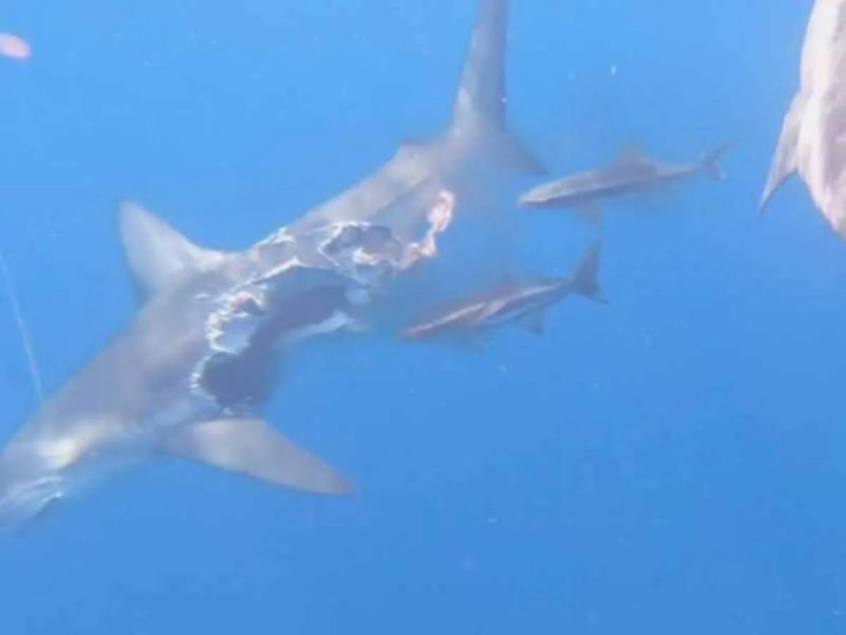 Captan a 'tiburón zombie' nadando en las costas de Mozambique