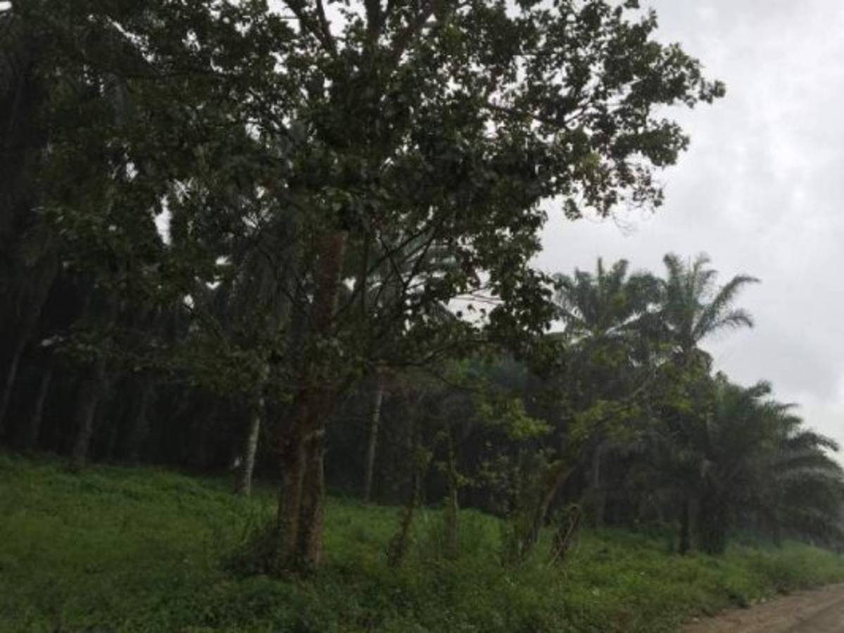 Unos 21 terrenos entre nuevas incautaciones a supuesto narco en Colón