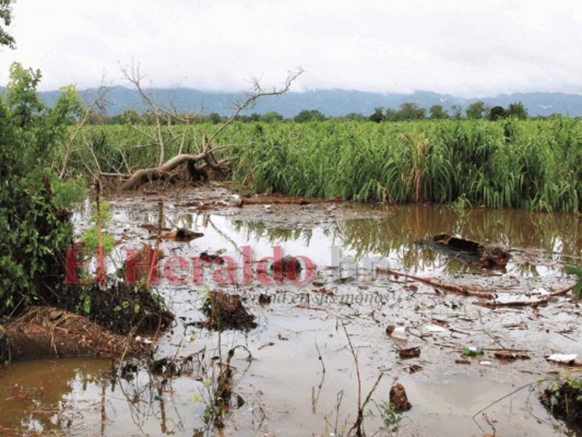 Con una reserva de 180,000 quintales de granos se dispone a la fecha.