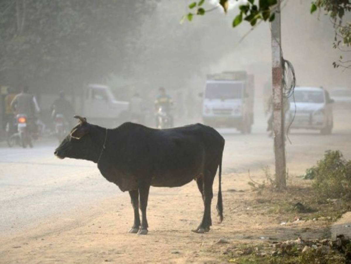 Matan a golpes en India a musulmán sospechoso de matar una vaca