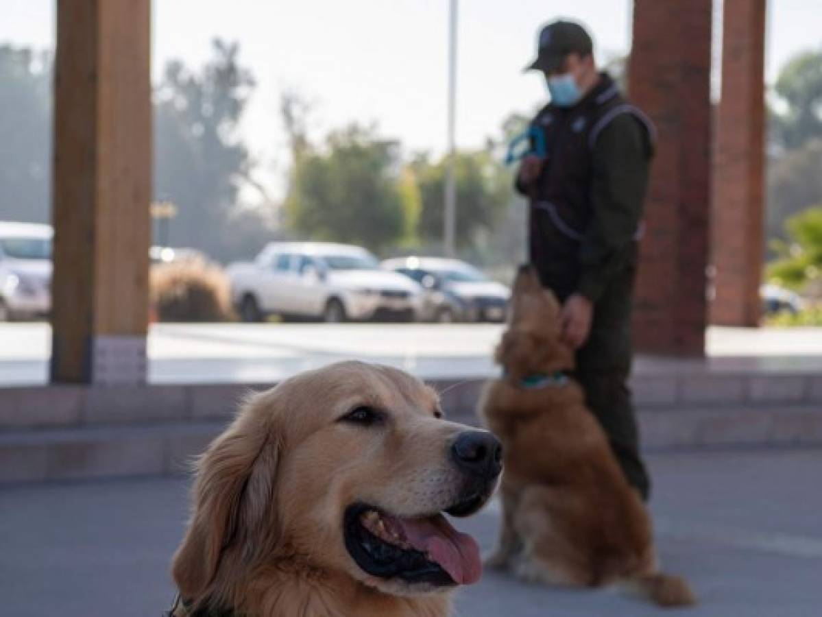 Adiestran perros para intentar detectar a infectados de covid-19