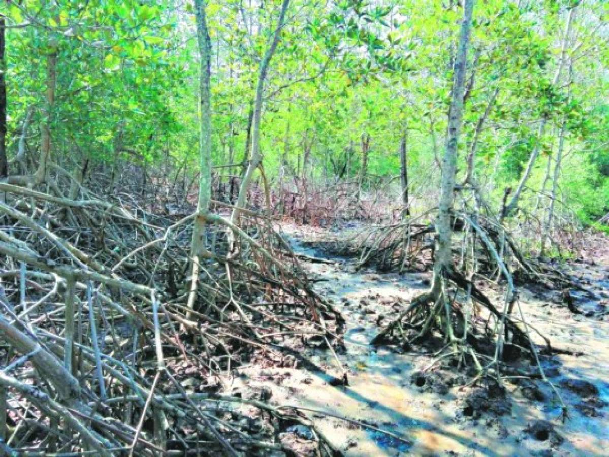 Honduras: Pescadores del golfo abandonan su trabajo por temor a pandillas