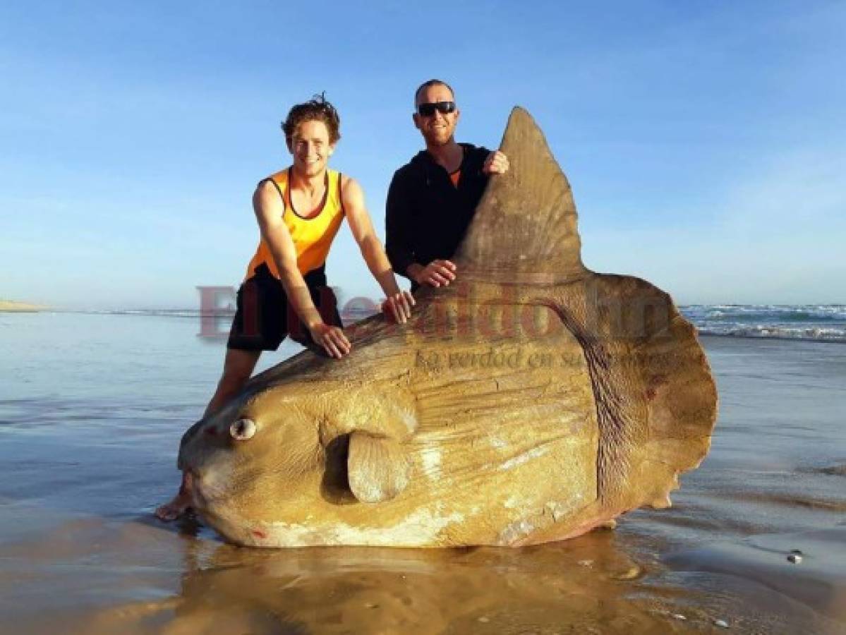 Hallan un pez luna gigante encallado en una playa de Australia