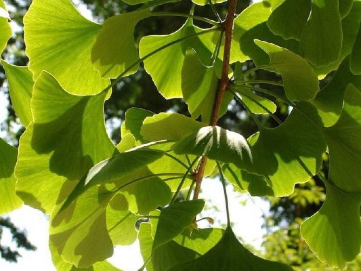 Ginkgo biloba. El extracto de las hojas de este árbol, usadas tradicionalmente en China, es rico en flavonoides, que aumentan la circulación y podría ser eficaz para mejorar la función sexual.