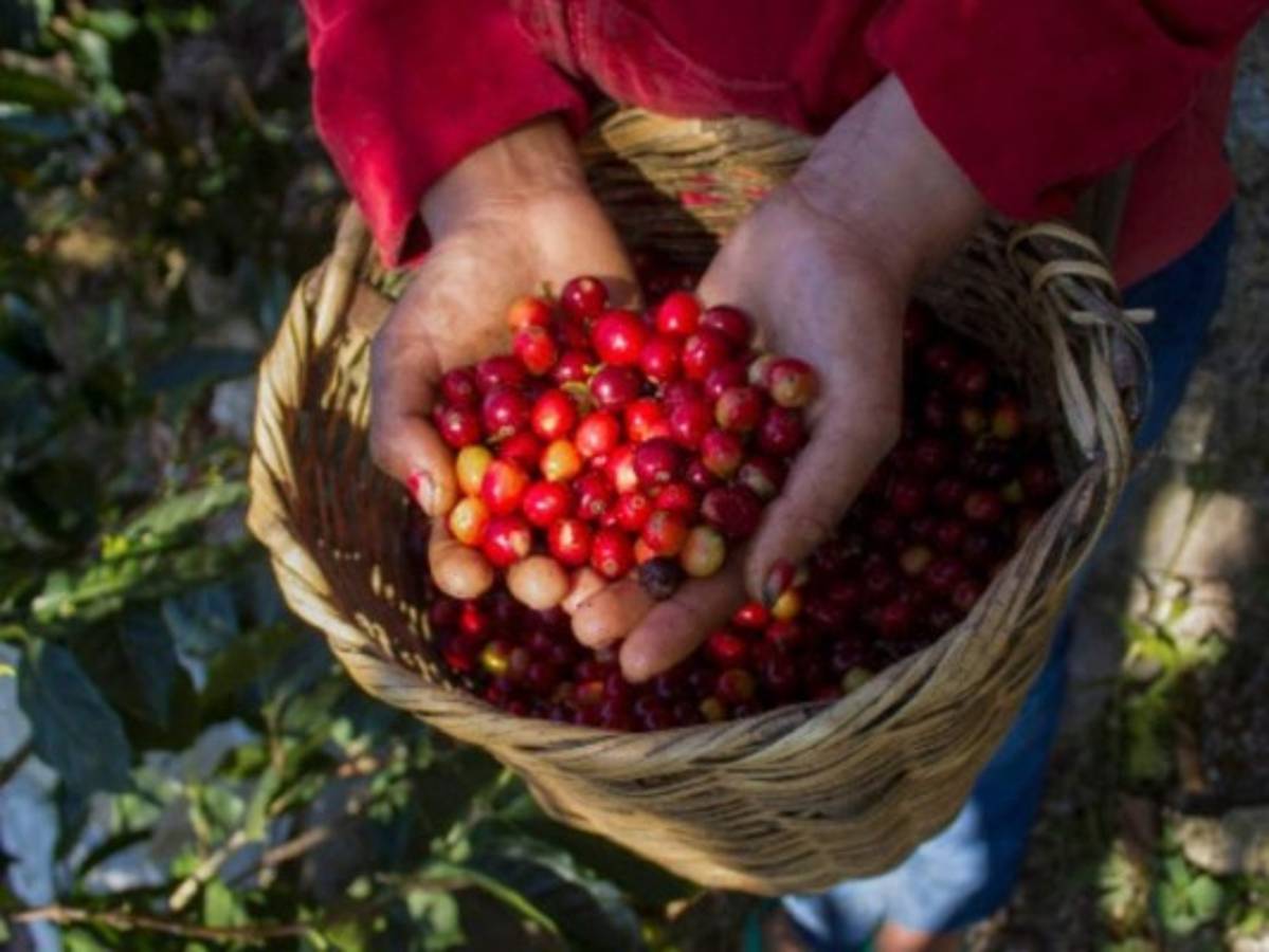 El café es una bebida milenaria por excelencia. Su calidad depende de muchos factores como altura, tipo de suelo, etc. Requiere todo un proceso de corte, despulpado, lavado, secado, tostado y molido para dar como resultado una taza de delicioso aromático.