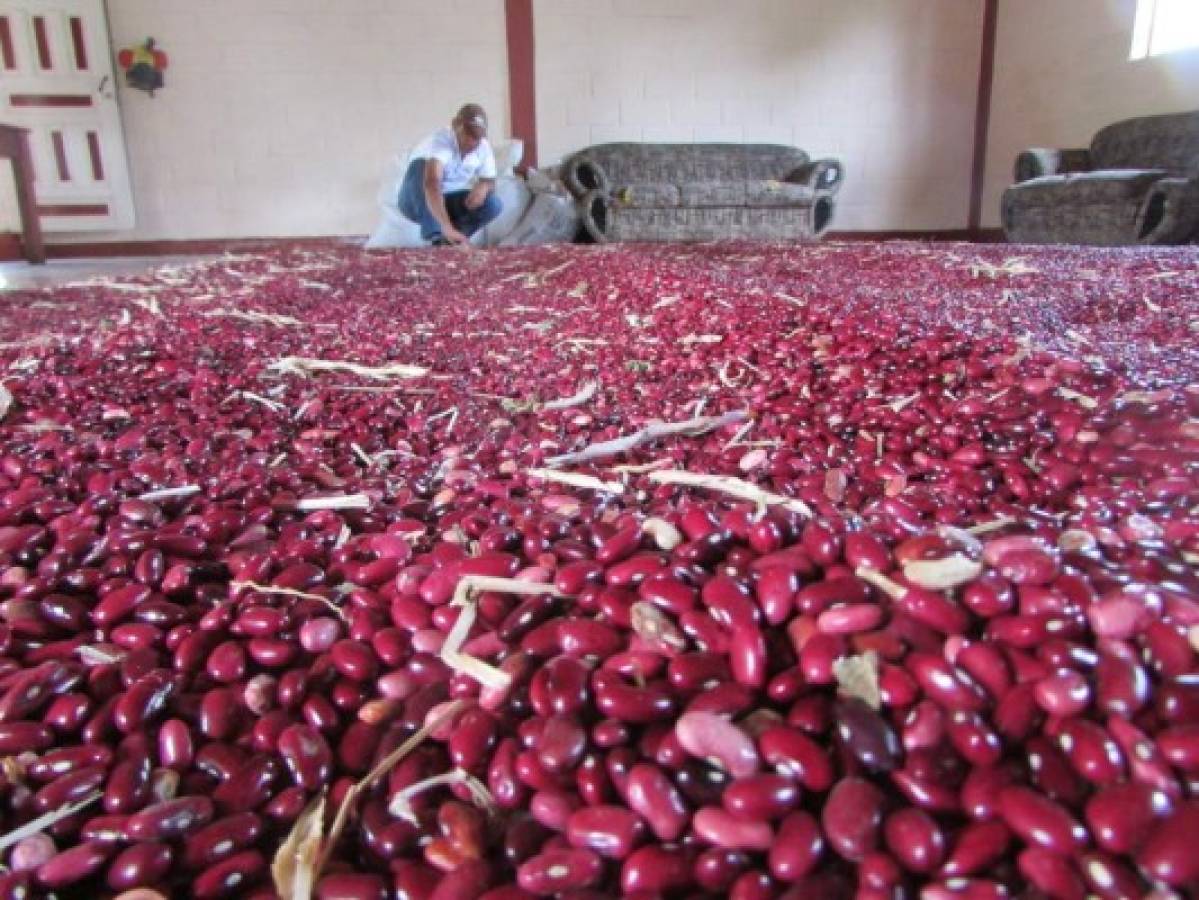 La cosecha de frijol superará los tres millones de quintales en Honduras