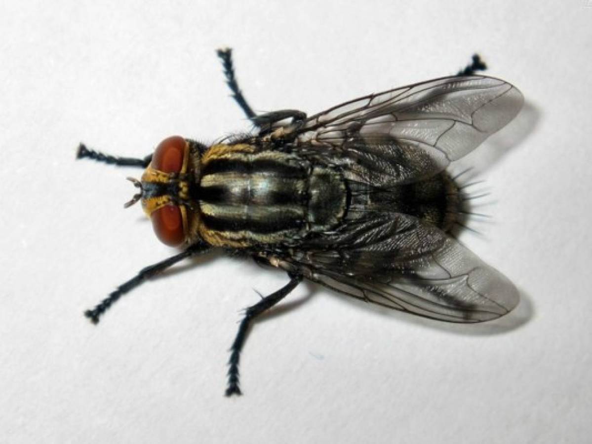 Métodos caseros para matar las moscas en casa