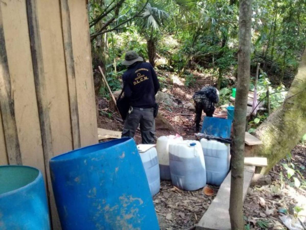 Honduras: Incautan plantación clandestina de coca en Esquipulas del Norte