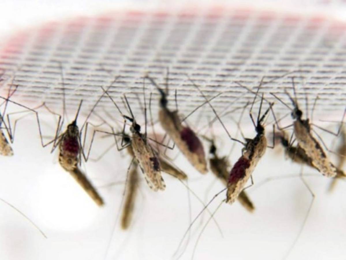 Empresa respaldada por Bill Gates libera mosquitos modificados genéticamente