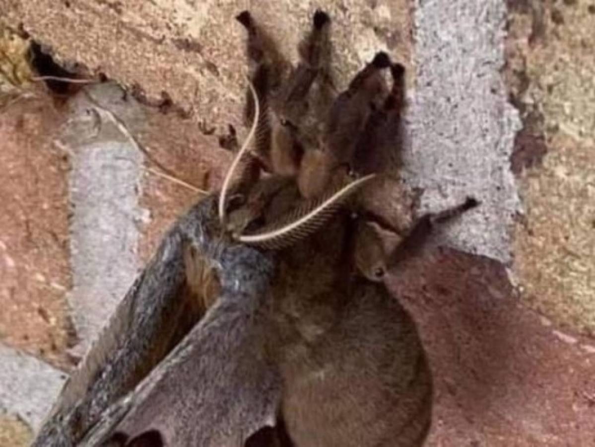 'Tarántula con alas': la imagen que asusta a todos no es lo que parece