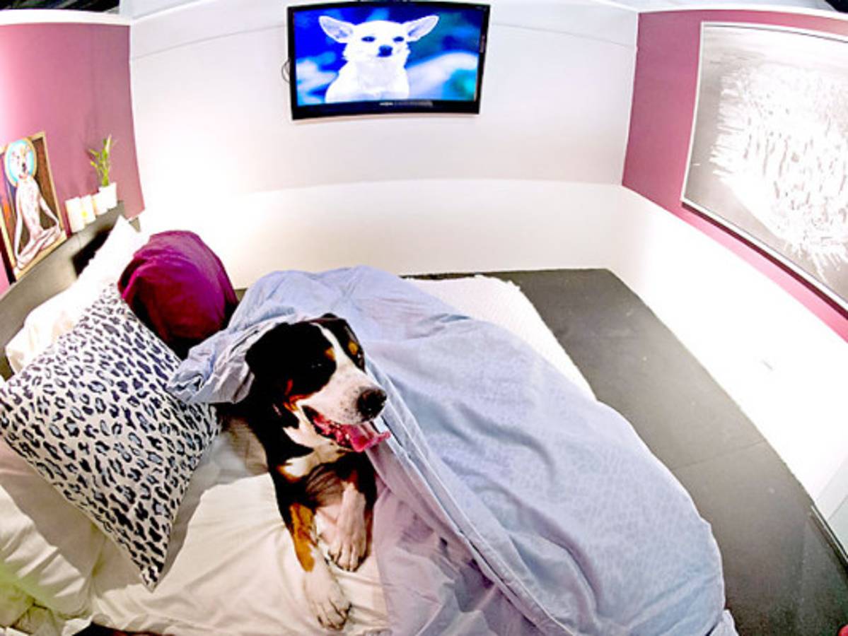 Hotel de lujo canino