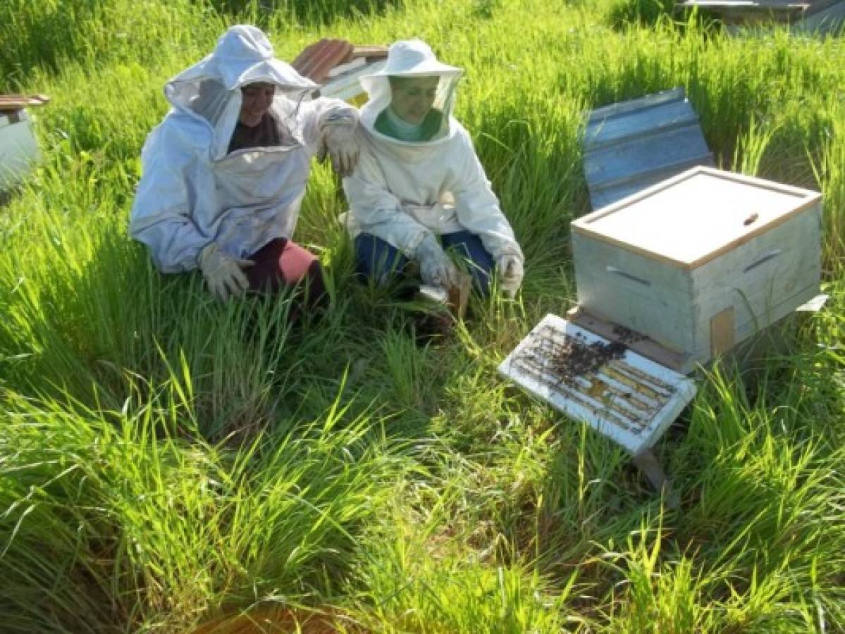 Apiary school in Djurdjura: Allowing women to become independent