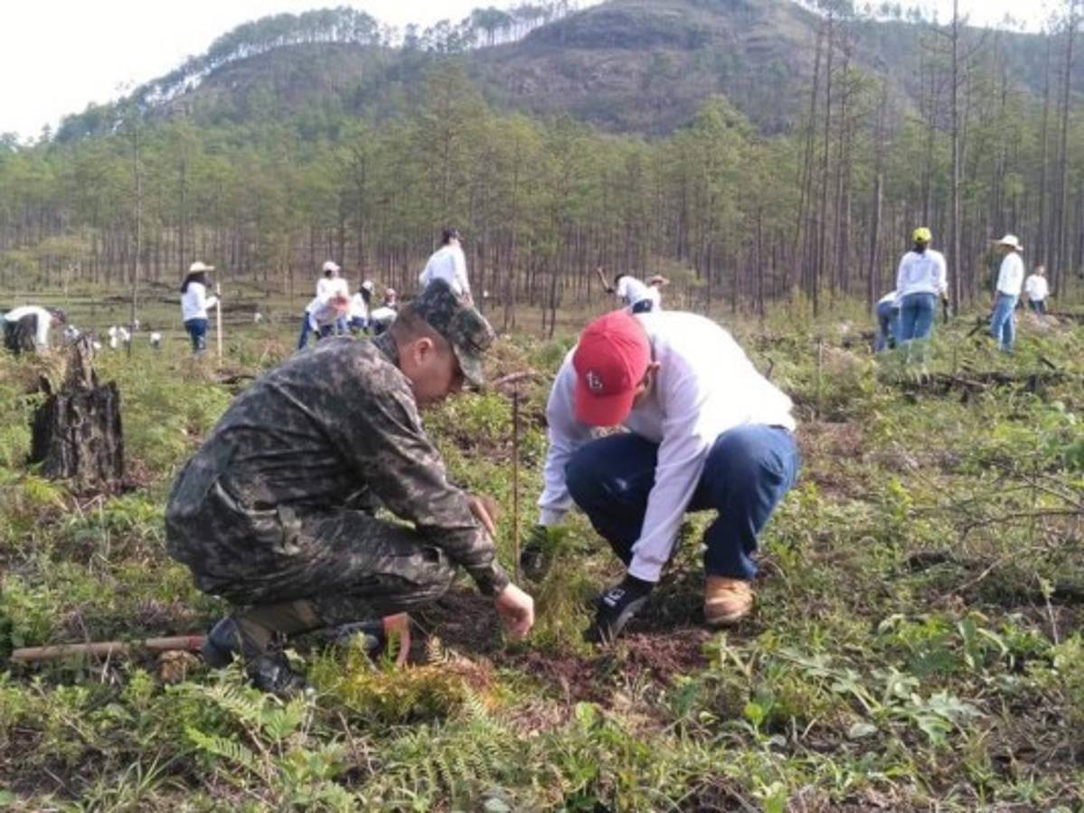 Siembran 264,575 plantas para recuperar el bosque en la capital