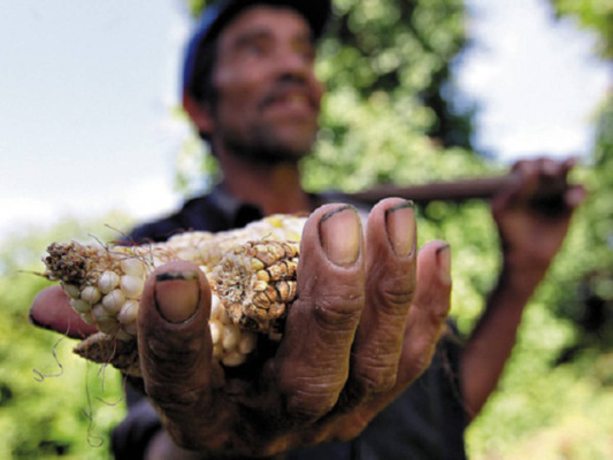 Honduras pide asistencia a FAO y PMA para enfrentar hambruna