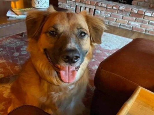 Perro se pierde tras accidente y se pone a pastorear ovejas  