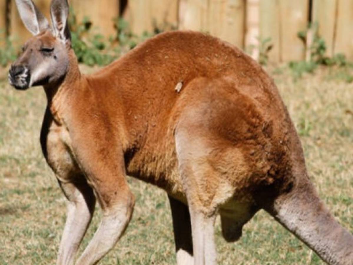 Buscan al dueño de un canguro que se pasea libremente en Austria