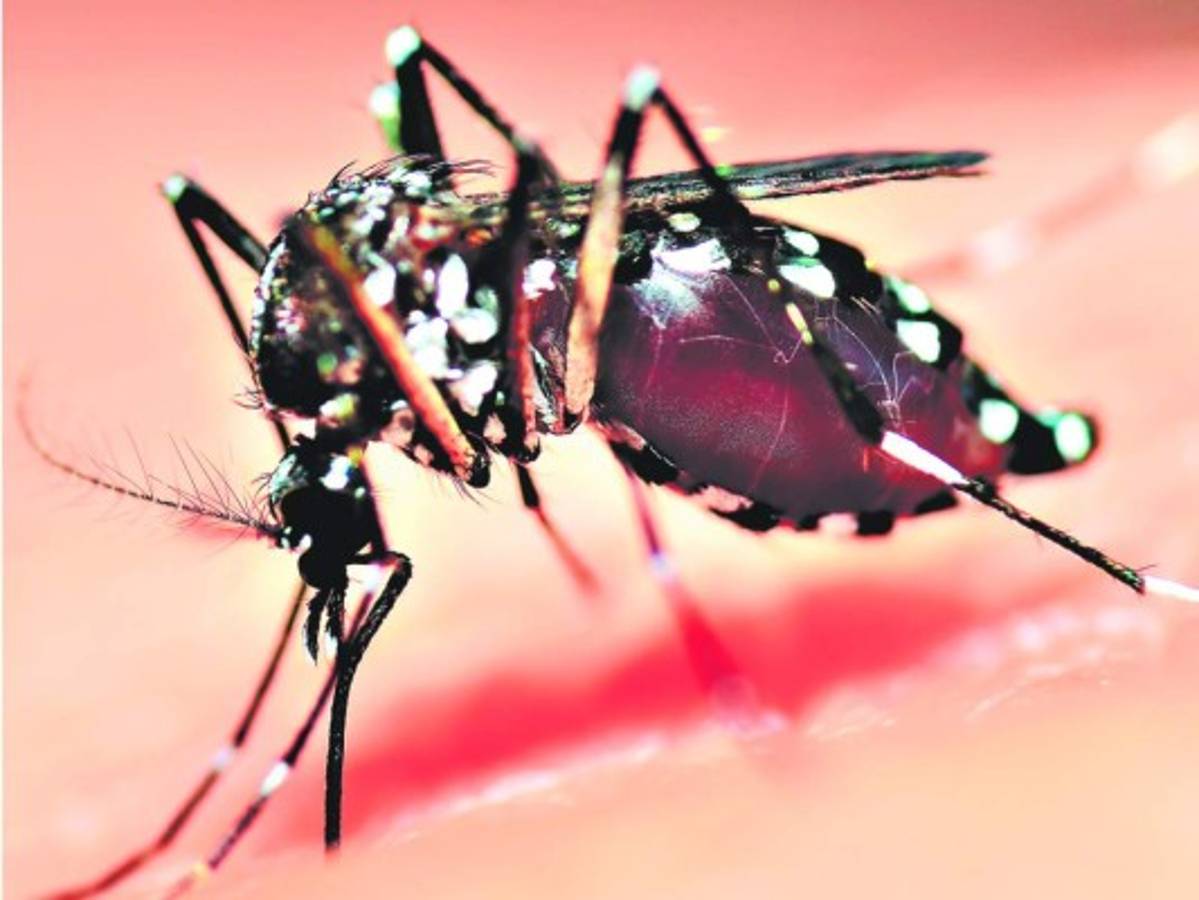 Buscan preparar entomólogos para indagar sobre Culex