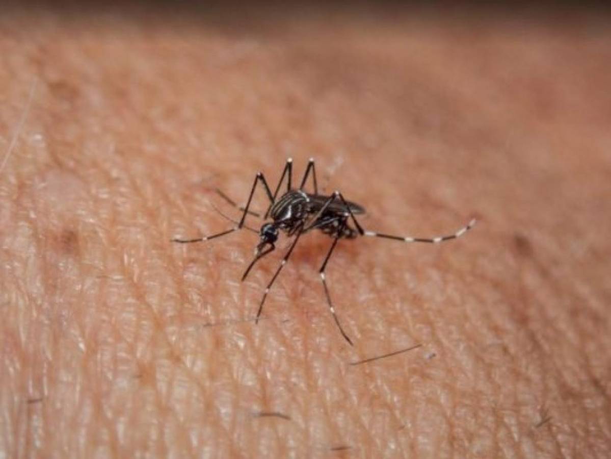OPS: Pandemia aumenta el riesgo de muerte por dengue y malaria