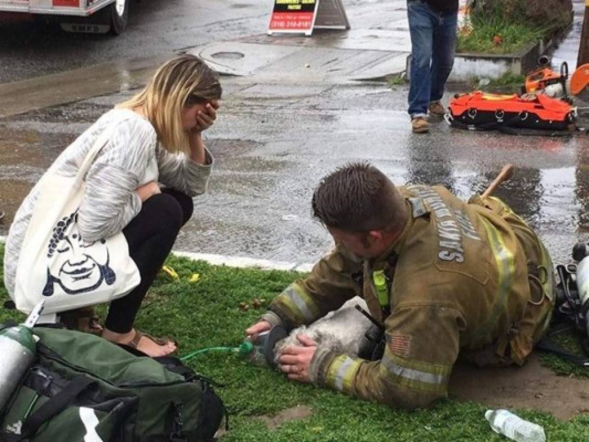 Perro visita al bombero que le salvó la vida