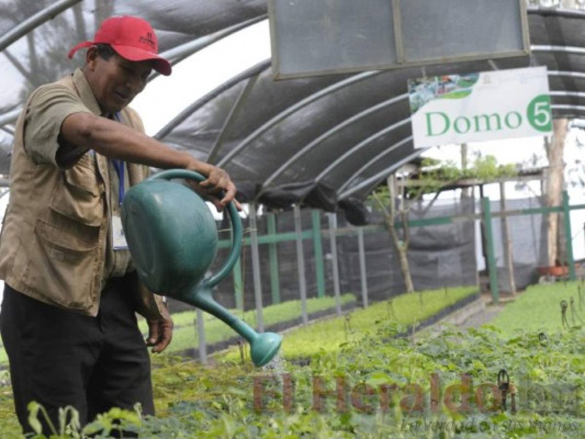 Don Ceferino, el jardinero que le habla a las plantas