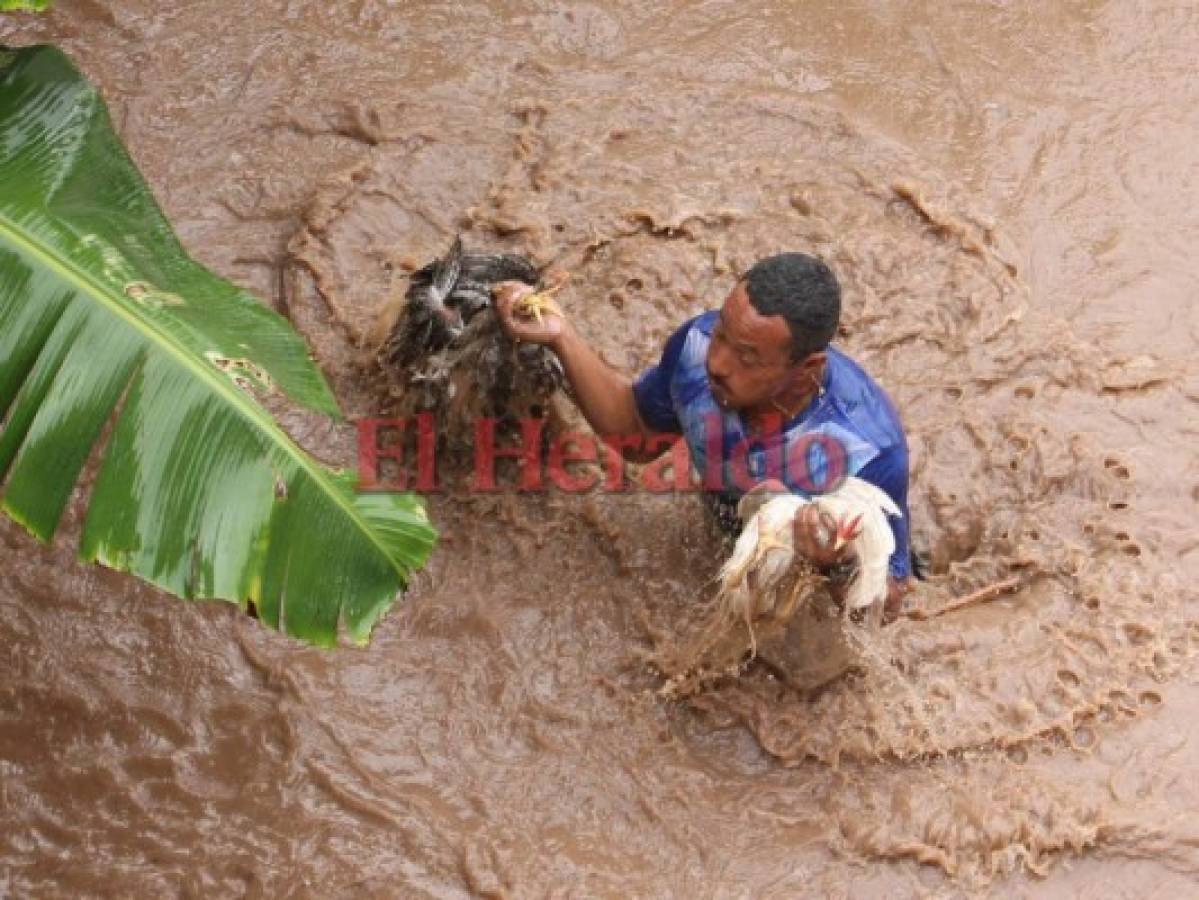 Hondureños rescatan a sus animales de la fuerte corriente del río Choluteca