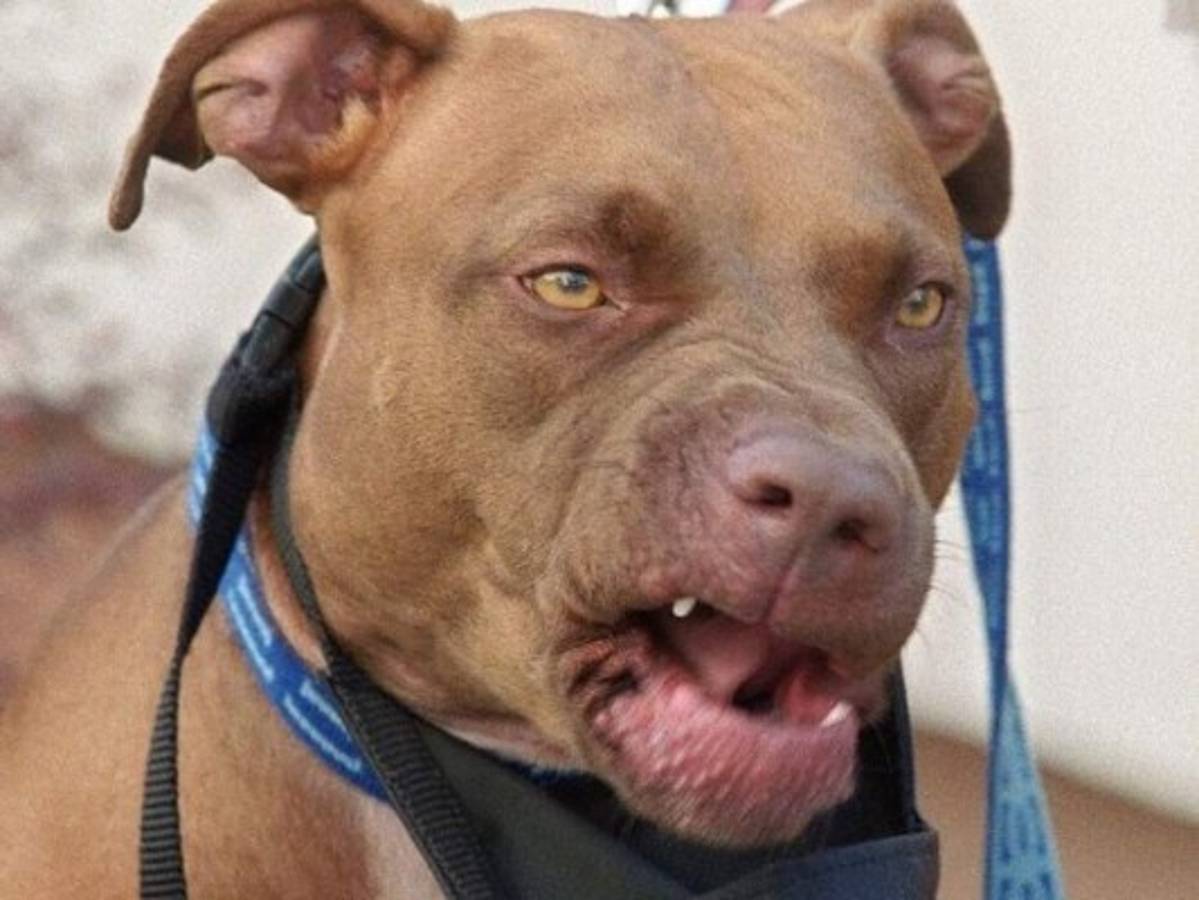 Pitbull ataca a tres empleados de reconocido hotel de mascotas en EEUU