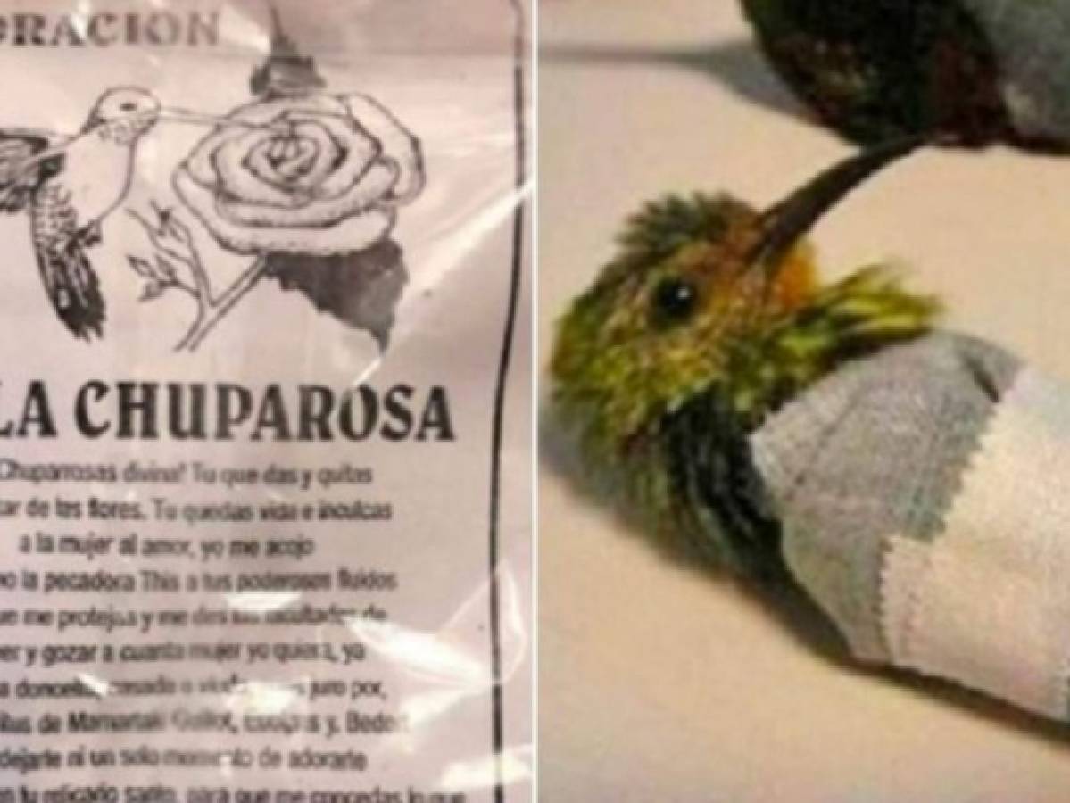 México: Denuncian rituales y sacrificios animales en hechizos de amor para San Valentín