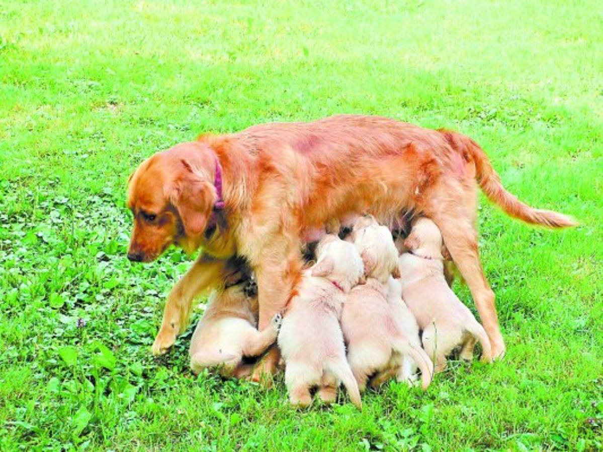 Los cuidados de la mascota tras el parto