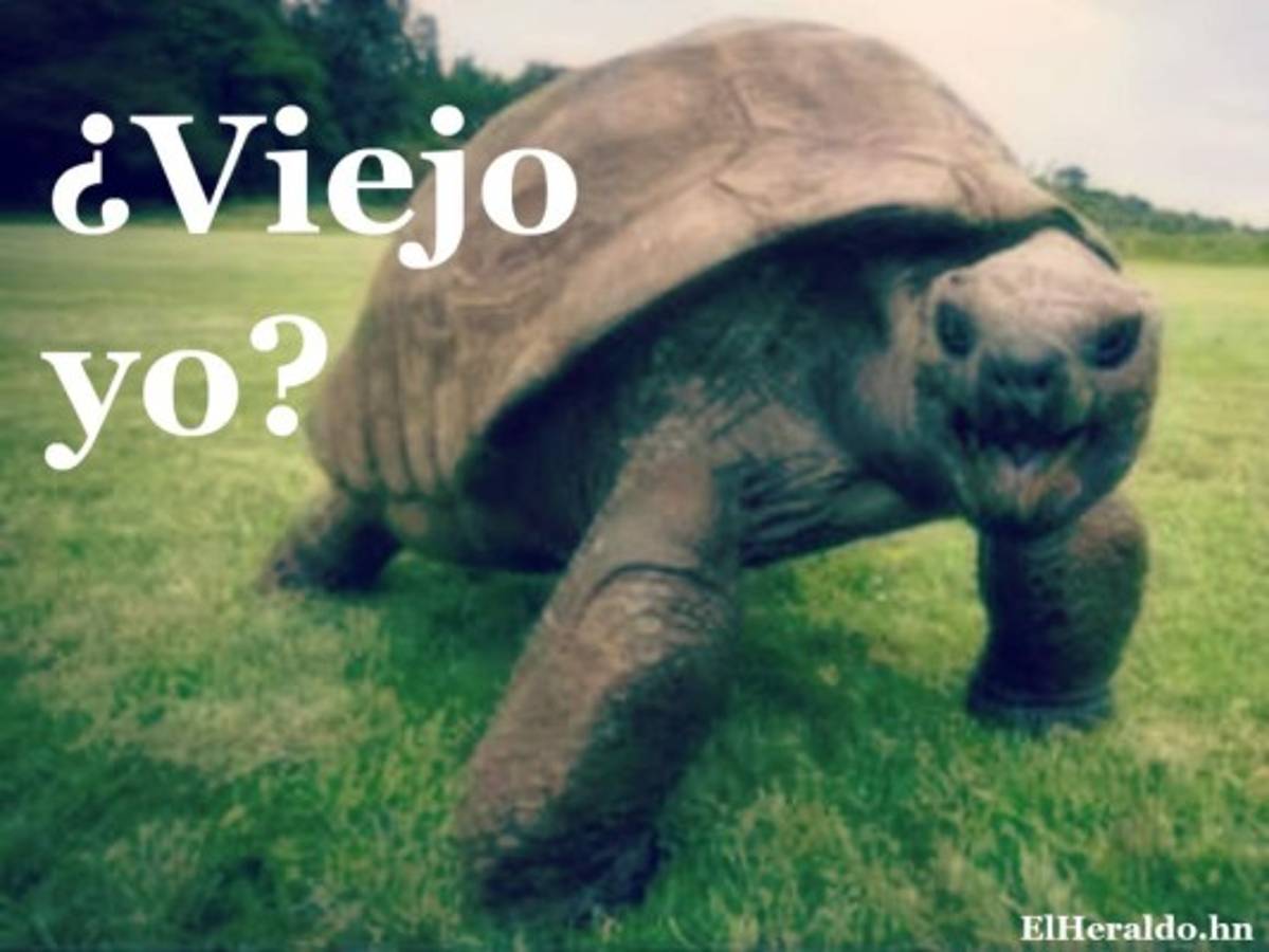 Los 11 animales que viven más años que los humanos