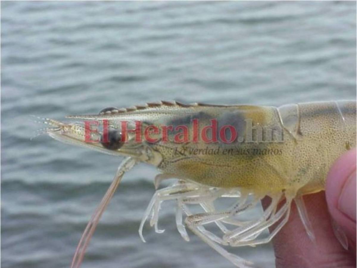 Taiwán se afianza como el primer destino del camarón hondureño