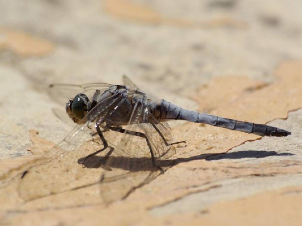 Los mejores controladores biológicos contra el mosquito transmisor del zika