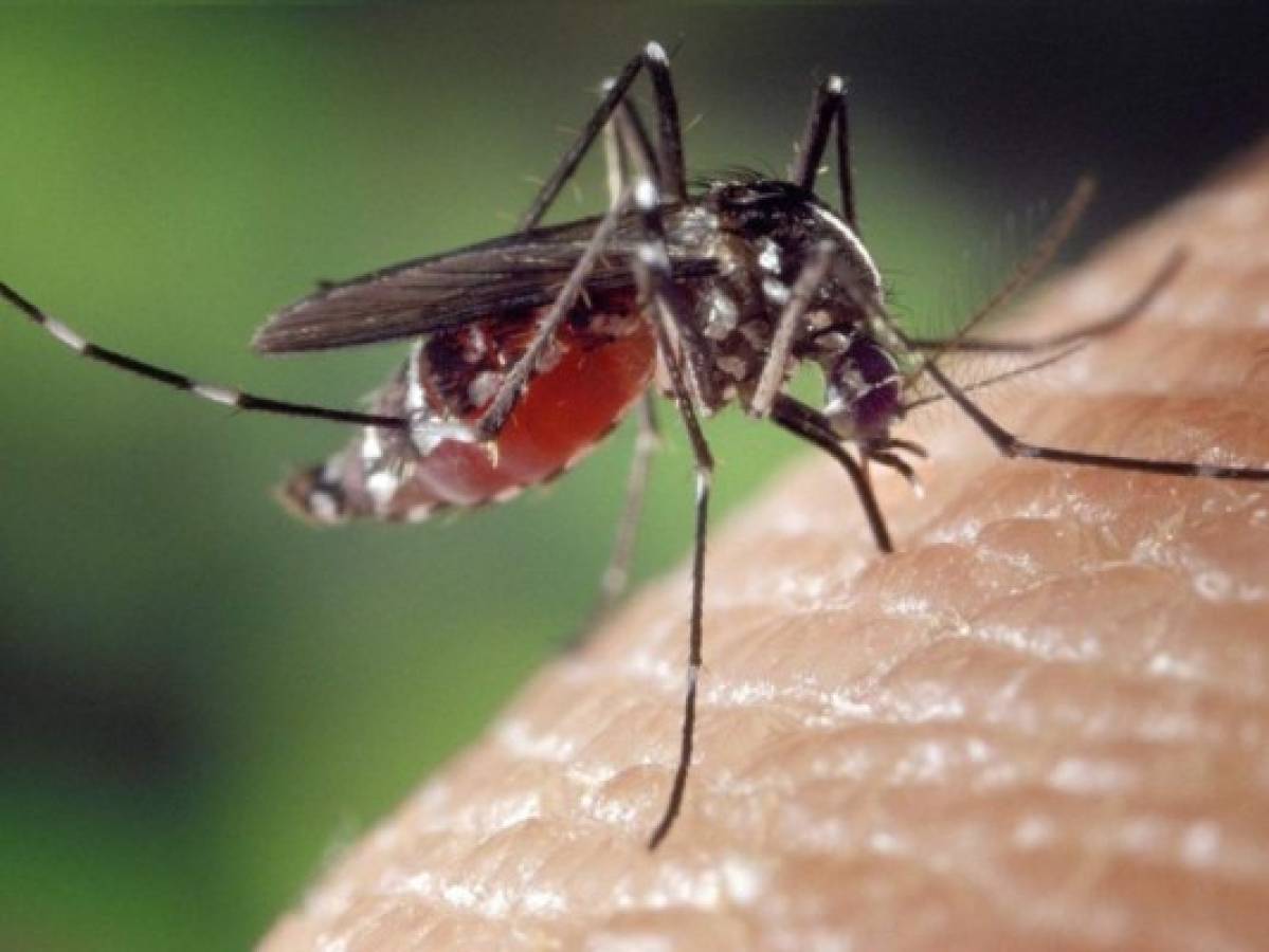 Honduras: Estos son los 10 síntomas más frecuentes del dengue