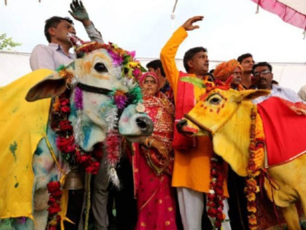 Toro y vaca se casan en la India para que vuelva a llover
