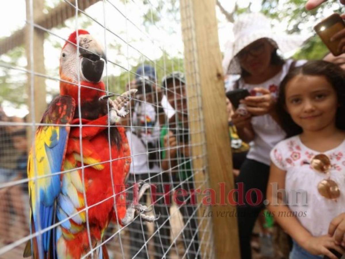 Honduras: Liberan ocho guaras rojas durante el Guacamaya Fest 2019