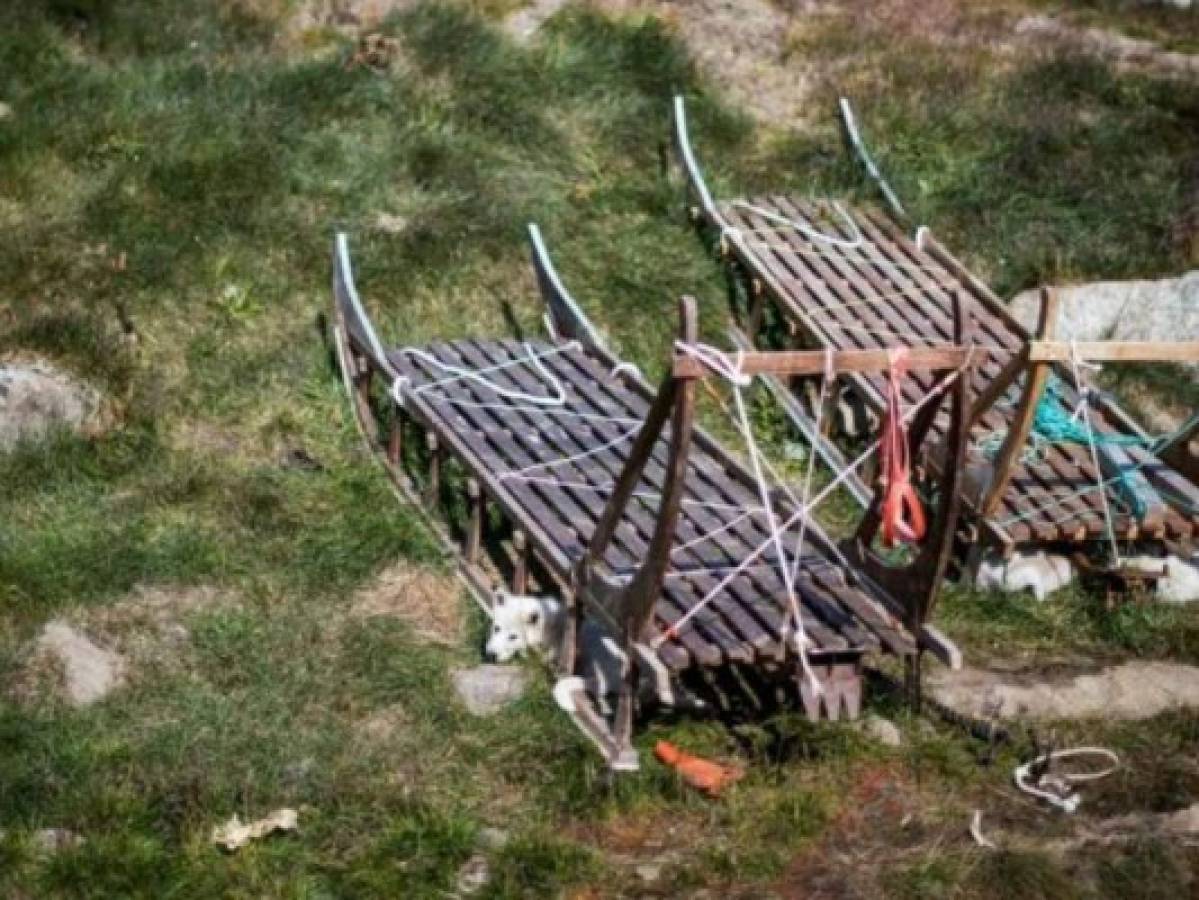 Los ingresos de los propietarios de trineos lo obtienen de su actividad de guía con turistas extranjeros y también estos, forman parte de la cultura. Foto: AFP.