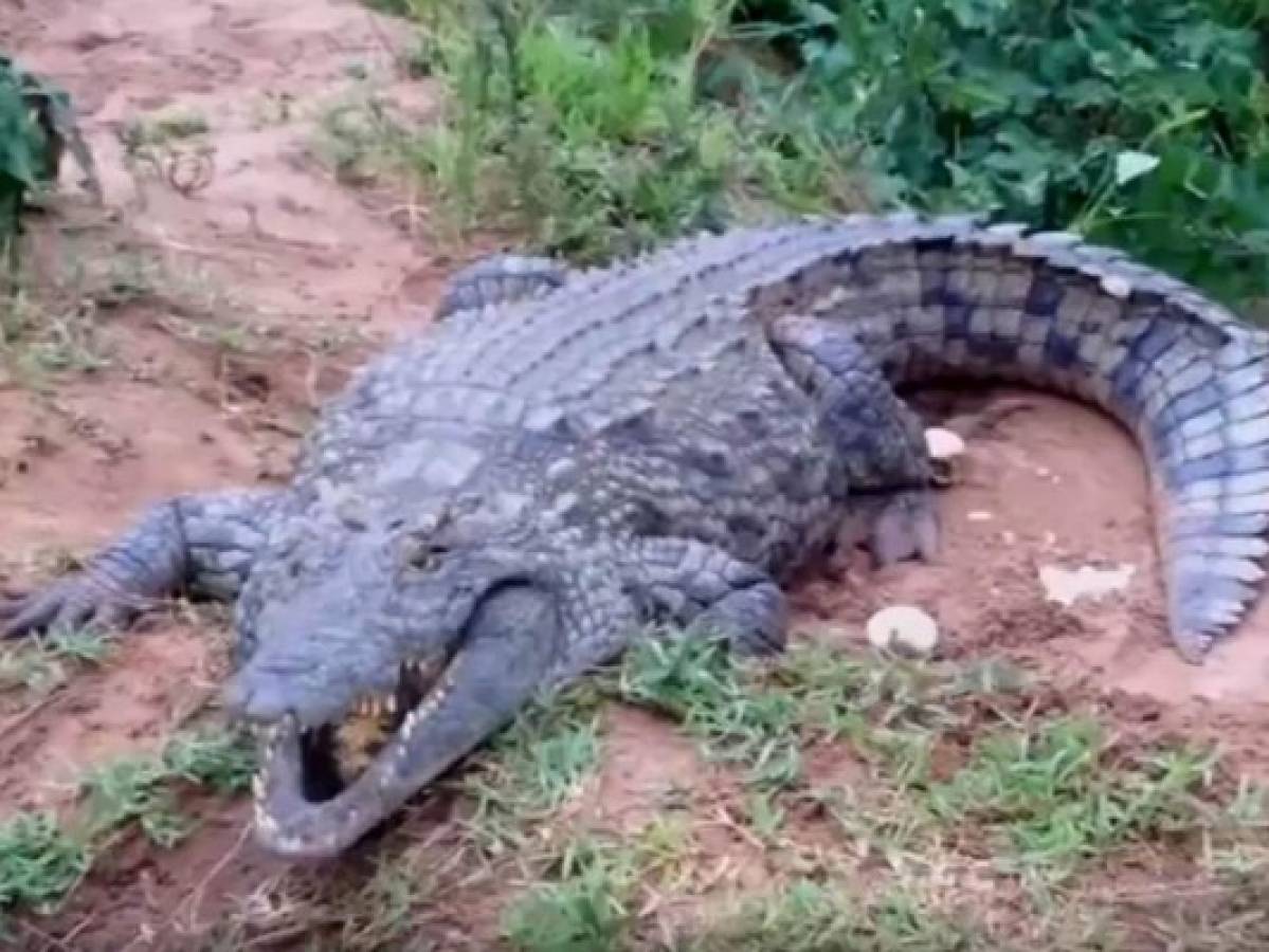 Viral: Hombre se enfrentó a un feroz cocodrilo con un bastón