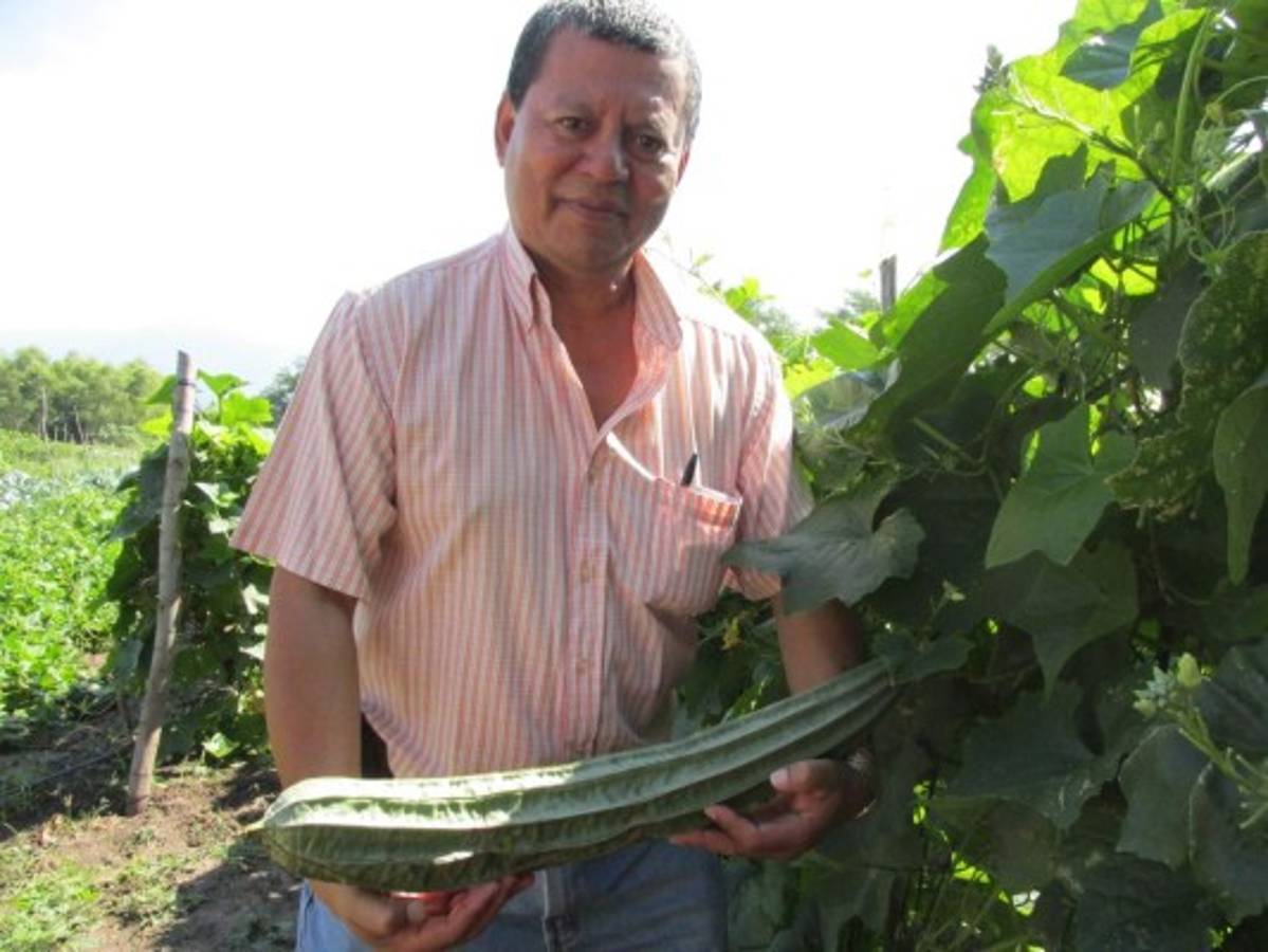 La pitahaya, también conocida como fruta dragón, es exótica y está bien valorada en el mercado nacional.