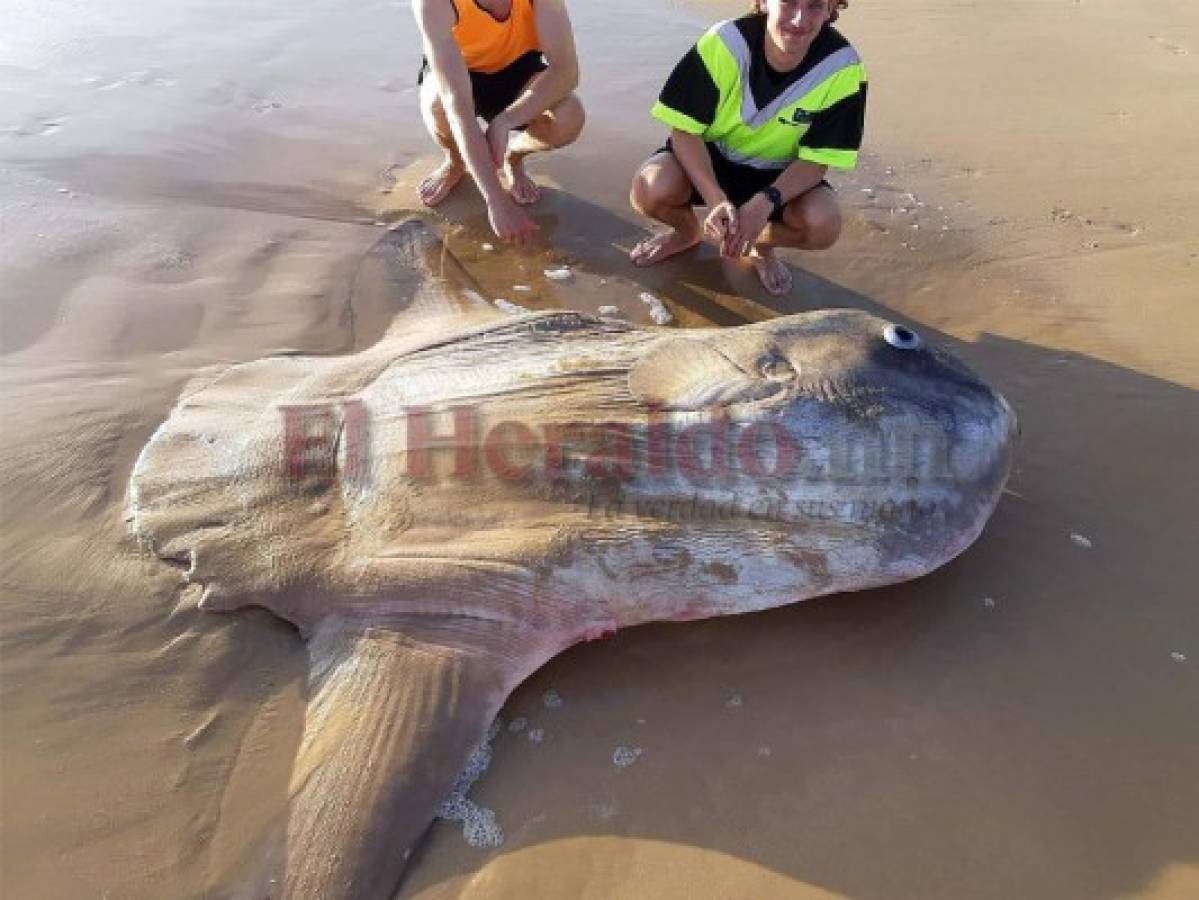 Hallan un pez luna gigante encallado en una playa de Australia