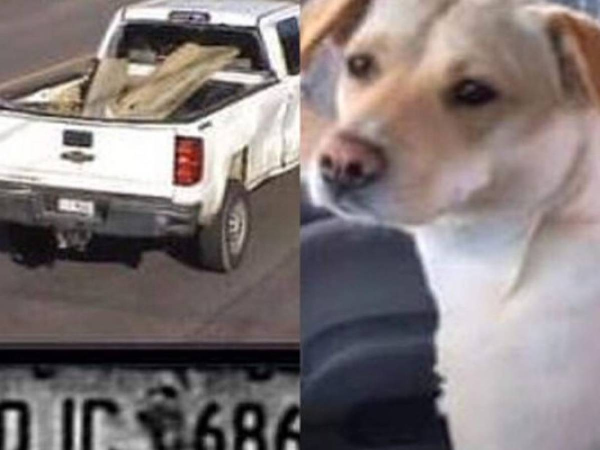 Hombre ofrece 10,000 dólares a quien regrese a perra que fue robada con su carro