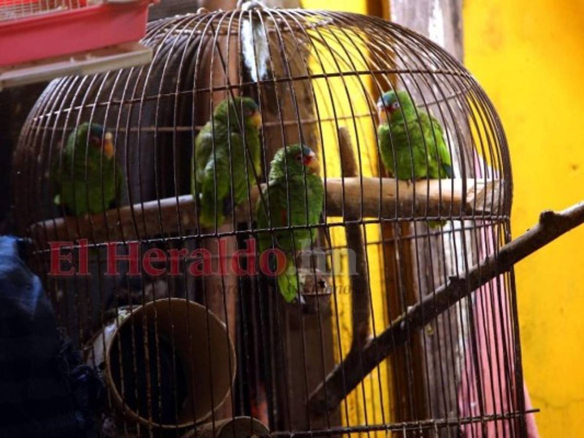 En Lacaden reciben todo tipo de animales que urgen refugio. Foto: Johny Magallanes/ EL HERALDO.