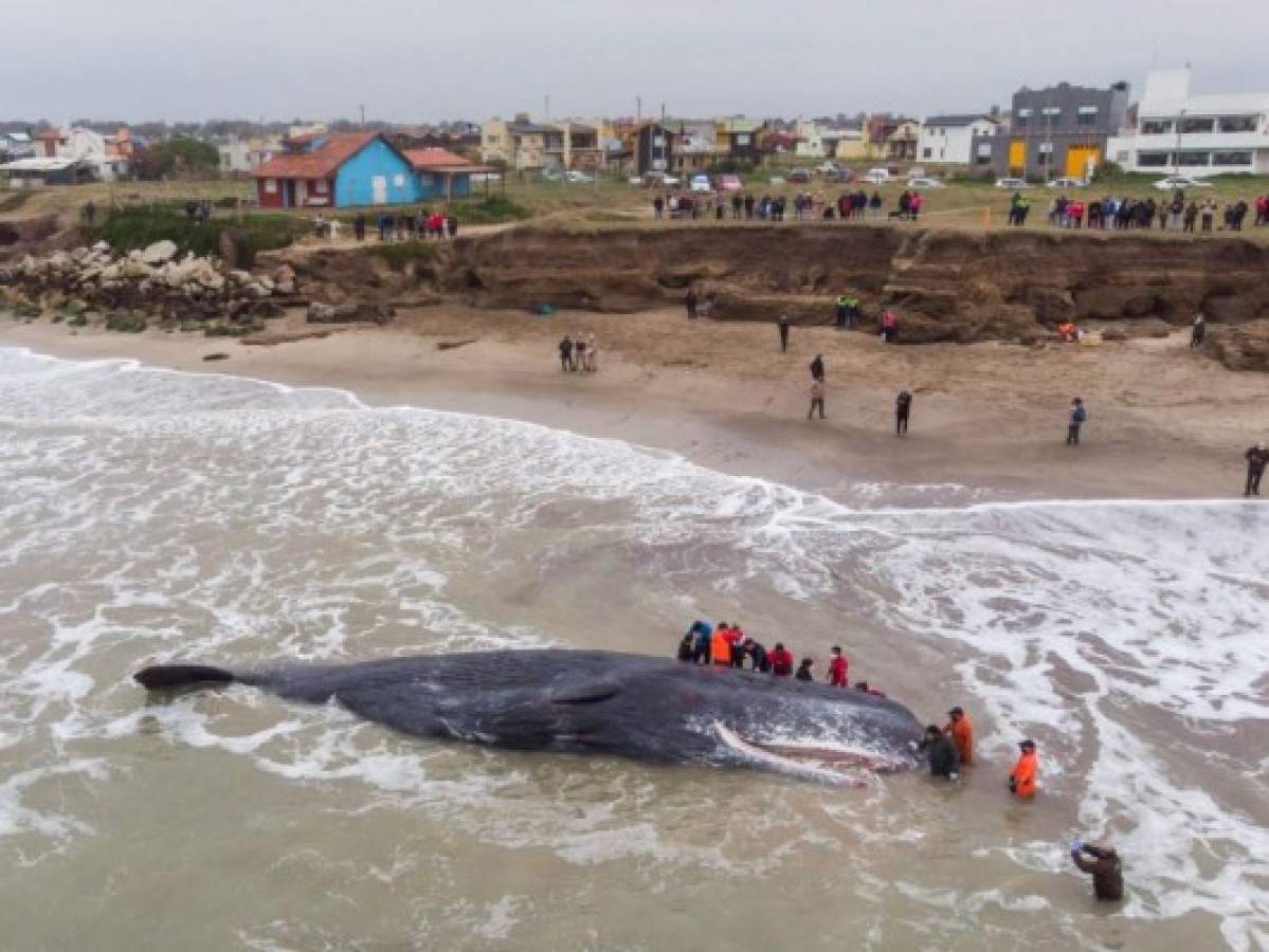 Cachalote muere varado en playa Santa Clara del Mar pese a intento de rescate