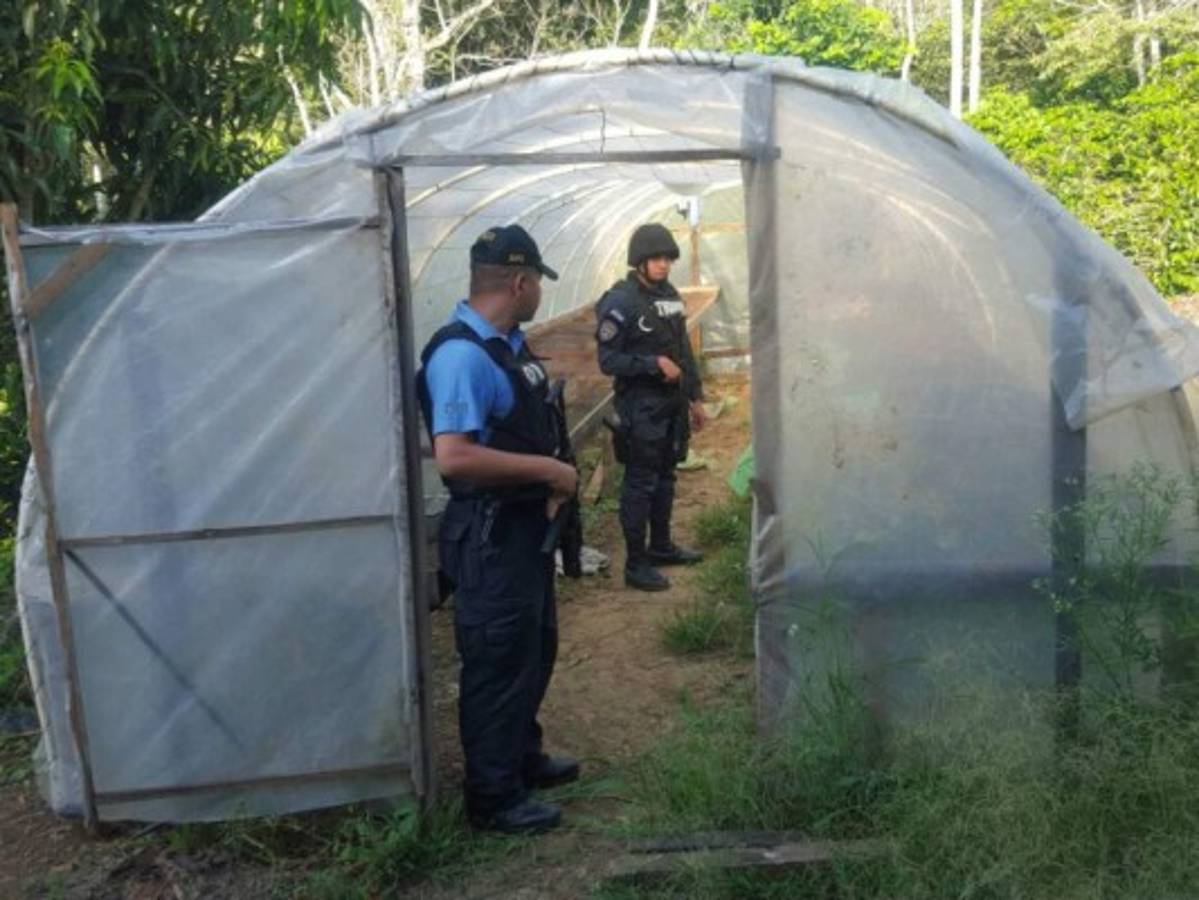Desmantelan narcolaboratorio y descubren plantaciones de coca en Honduras  